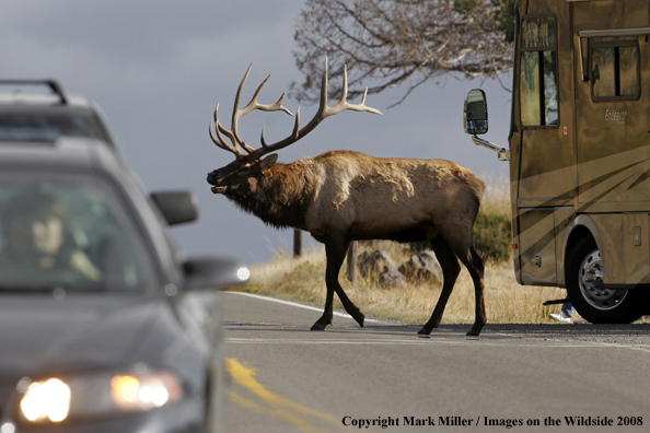 Rocky Mountain Elk in habitat