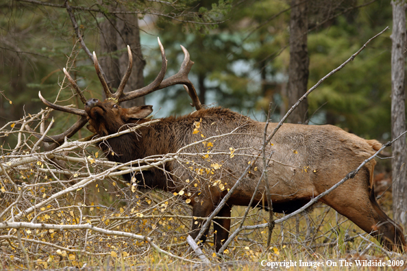 Bull Elk