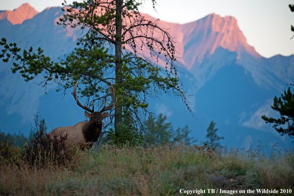 Rocky Mountain Bull Elk