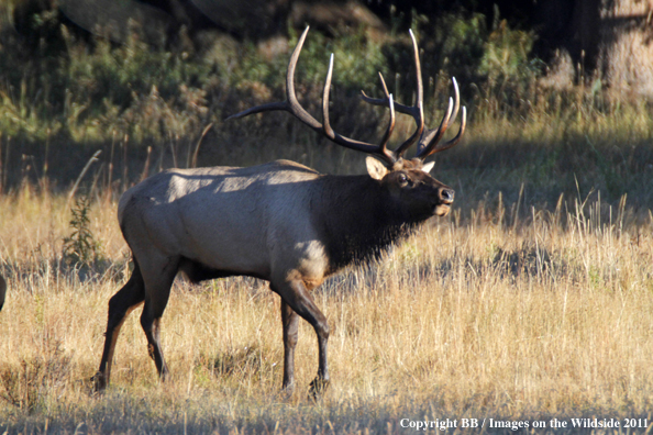 Bull elk in habitat. 