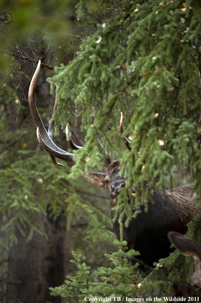 Rocky Mountain bull elk in habitat. 