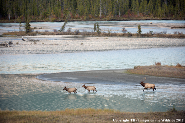 Rocky Mountain elk crossing river. 