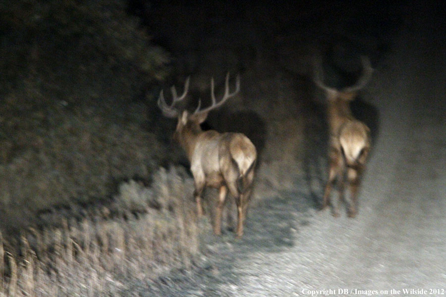 Bucks on side of road.