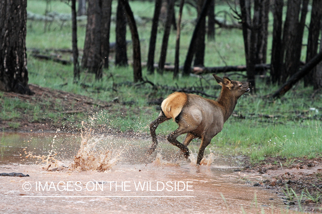 Rocky Mountain Elk calf playing in water. 