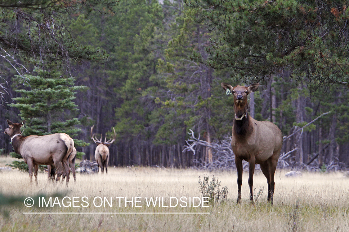 Rocky Mountain Cow Elk wearing an ID collar.