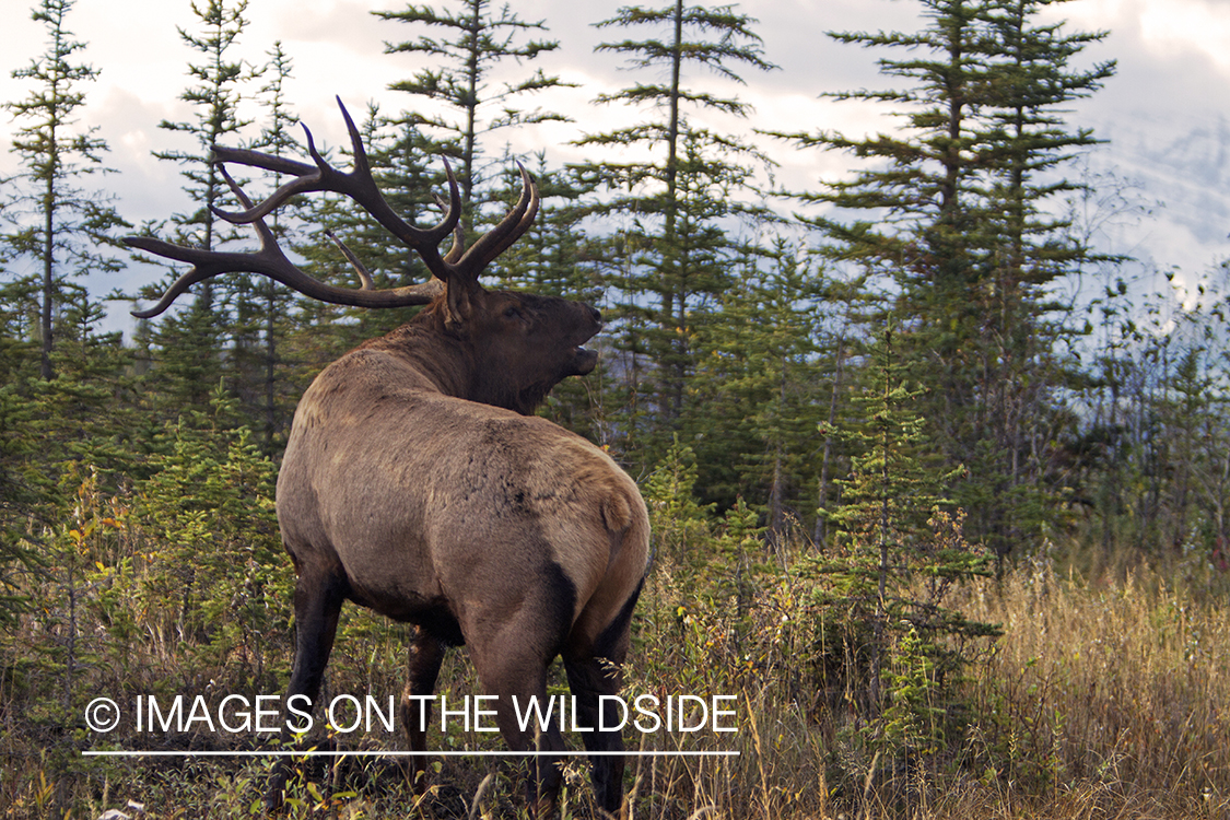 Rocky Mountain Bull Elk bugling in habitat.