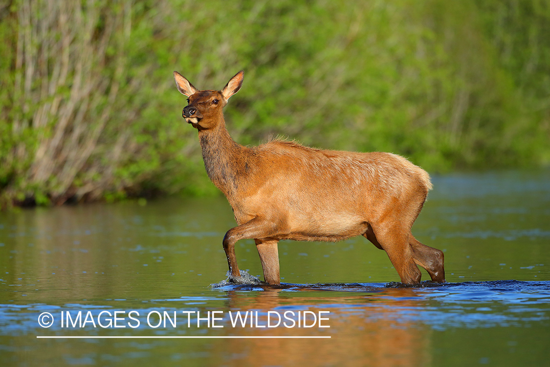 Rocky Mountain elk calf