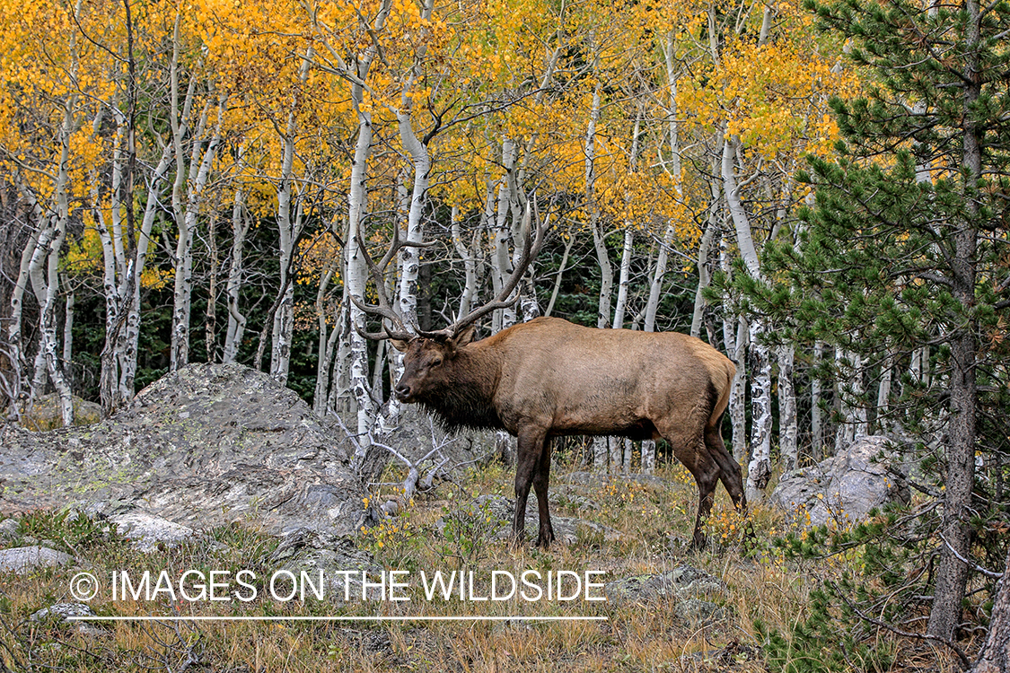 Bull elk in field.