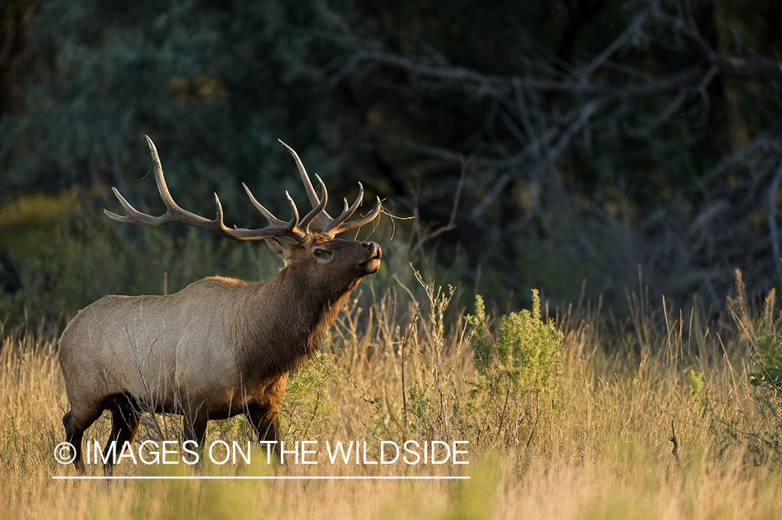 Bull elk in field.