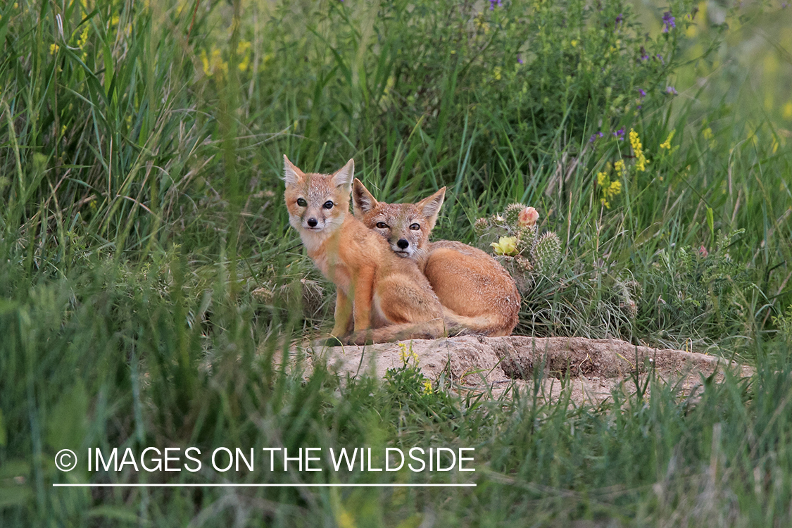 Red fox pups in grass.