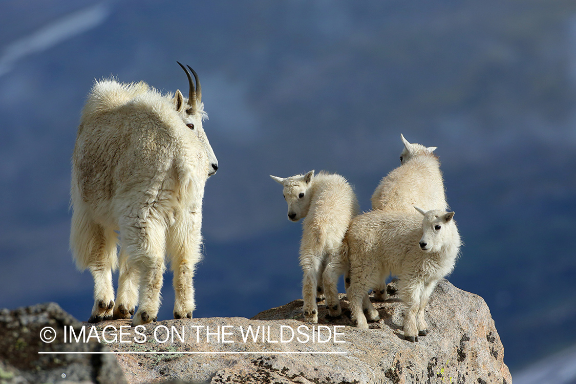 Rocky Mountain Goat with kids in habitat.