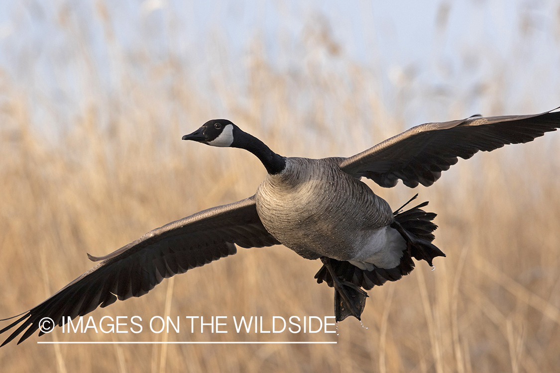 Canada goose in flight.