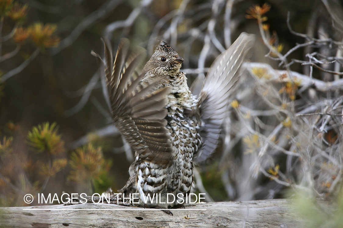 Male Ruffed grouse drumming in habitat.