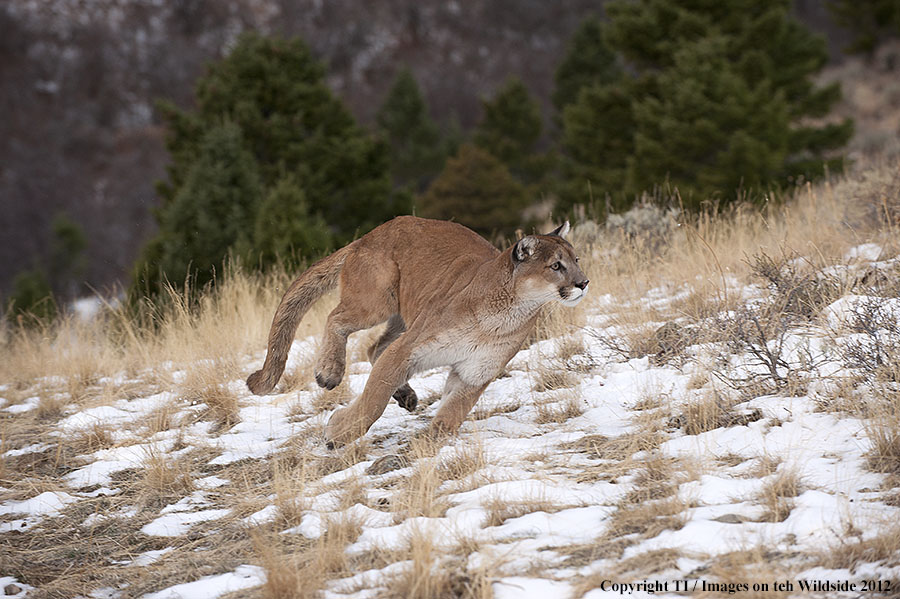 Mountain Lion running.