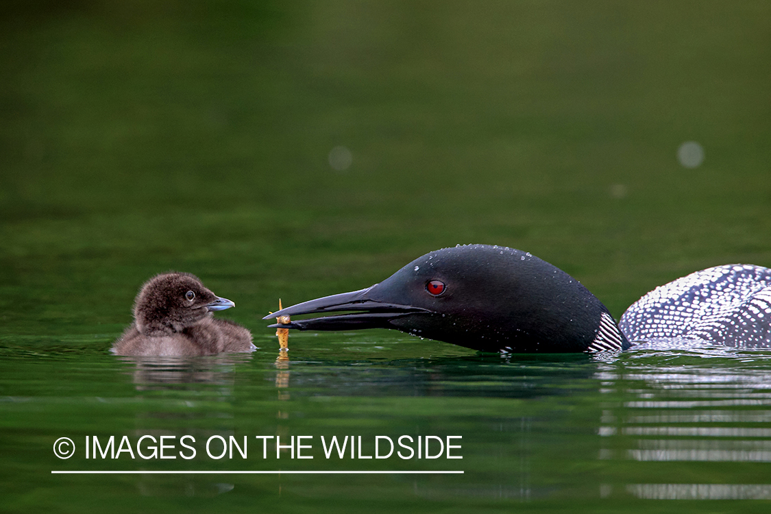 Common Loon feeding chicks.