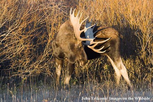 Shiras bull moose scratching in habitat.