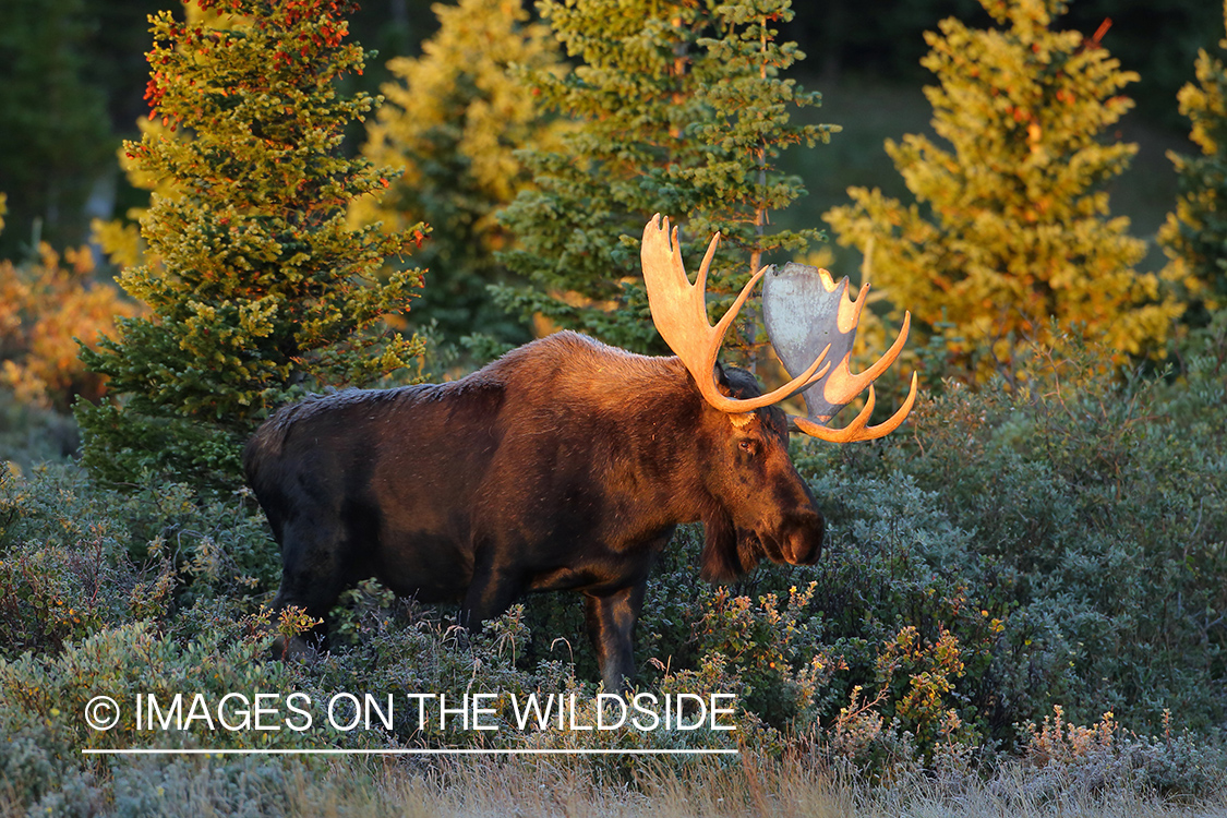 Shiras bull moose in habitat.