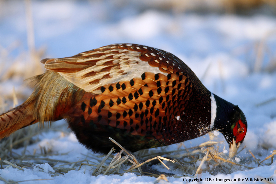 Ring-necked pheasant in habitat