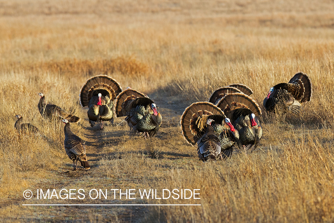 Flock of Rio Grande Turkeys in habitat.