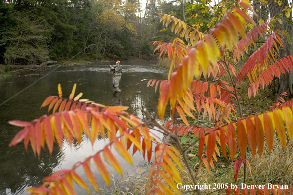 Flyfisherman playing large fish.