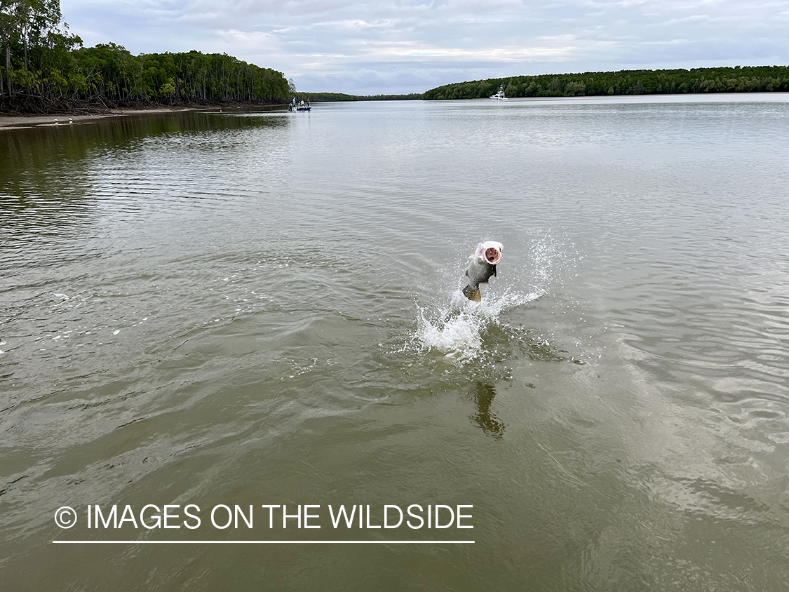 Barramundi jumping.