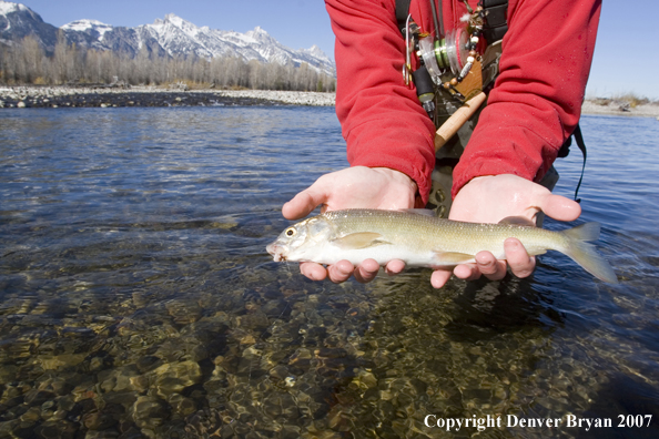 Flyfisherman with Snake River mountain whitefish.