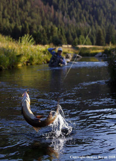 Flyfisherman with nice rainbow trout jumping