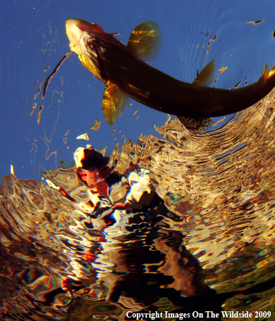 Flyfisherman with Brown Trout