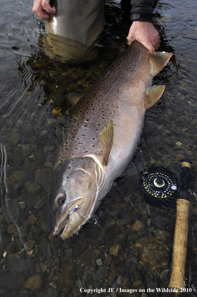 Nice Brown Trout