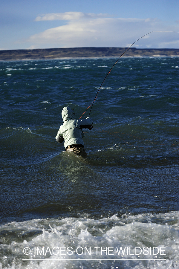 Jurassic Lake flyfisher fighting rainbow trout, Argentina.