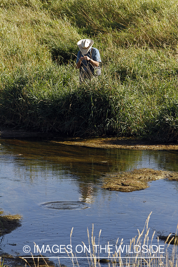 Flyfisherman tying on fly with rising trout in stream.