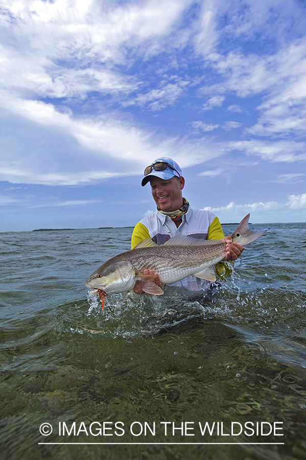 Flyfisherman releasing redfish.