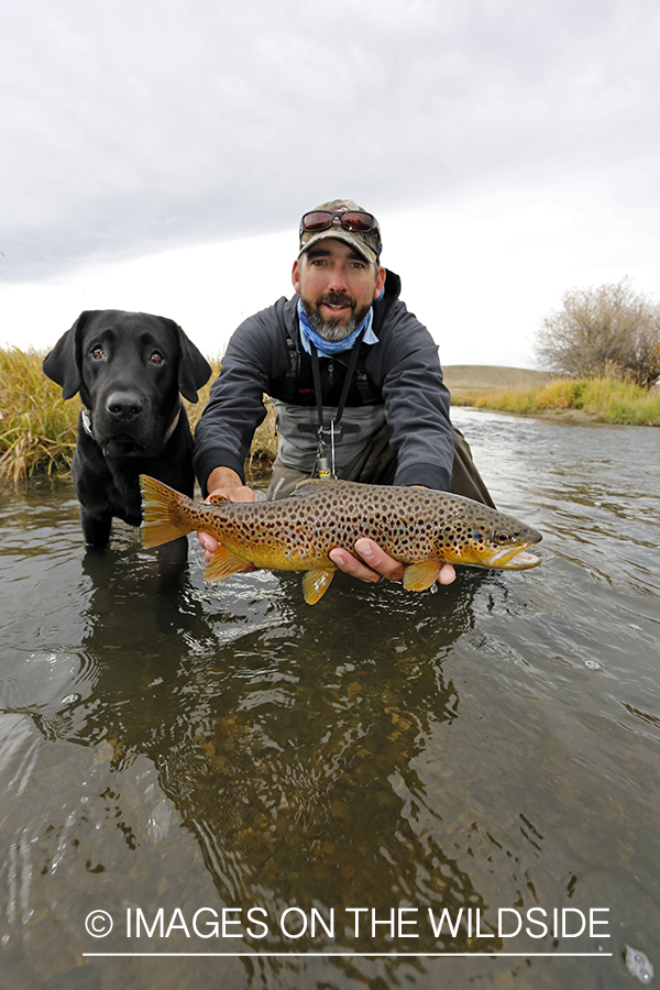 Flyfisherman with black lab releasing brown trout.
