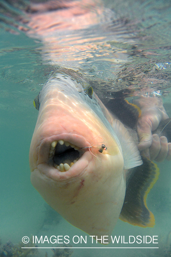 Peachy triggerfish