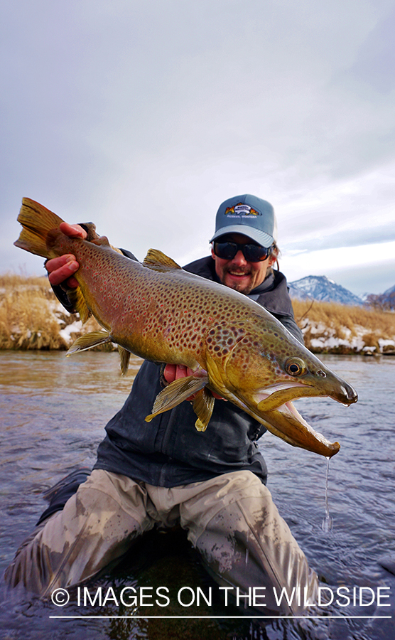 Flyfisherman releasing Brown Trout.