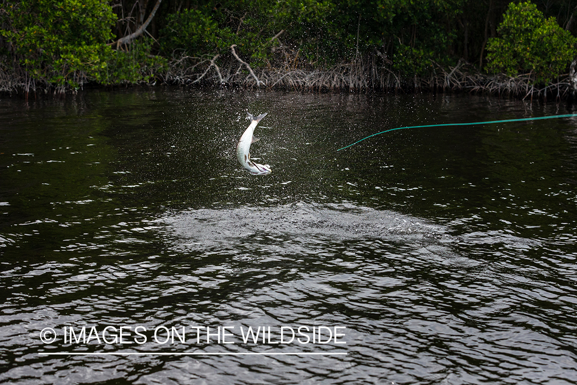 Tarpon on the line jumping.