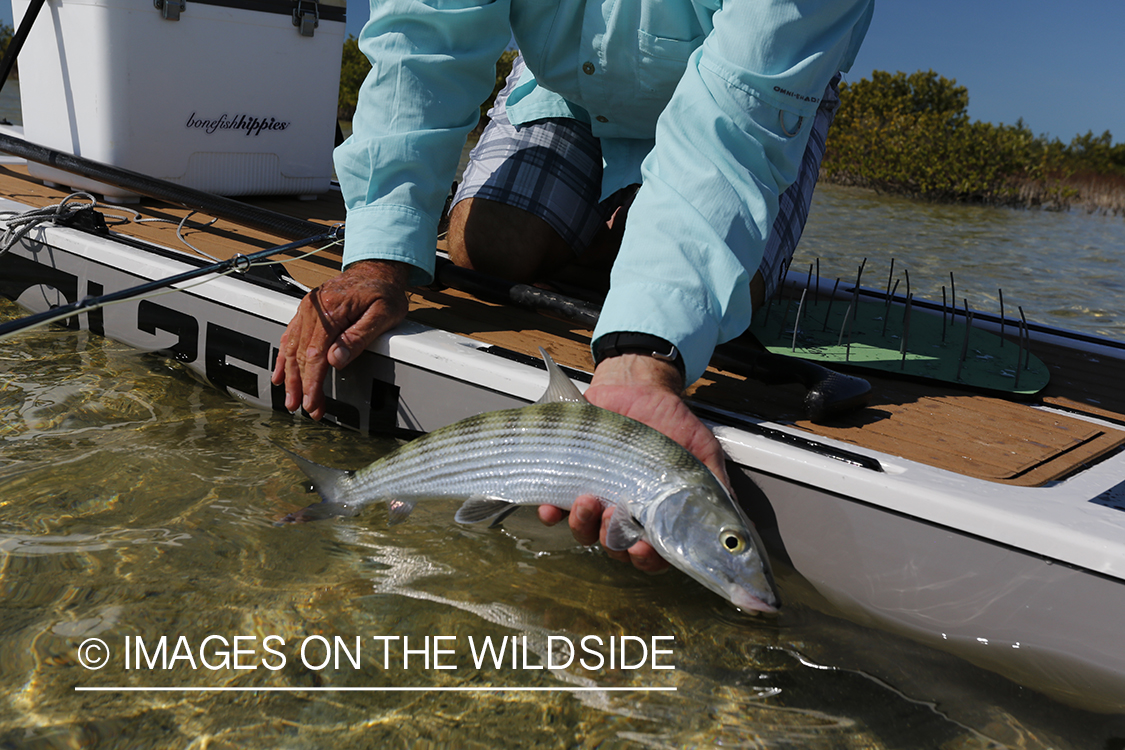 Flyfisherman landing bonefish.