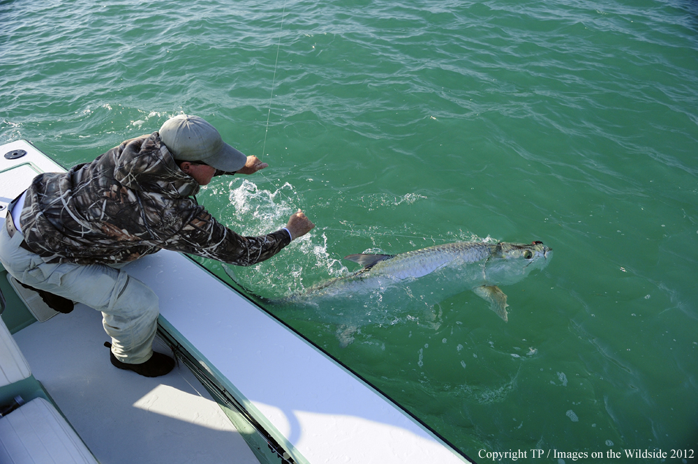 Flyfisherman with Tarpon. 