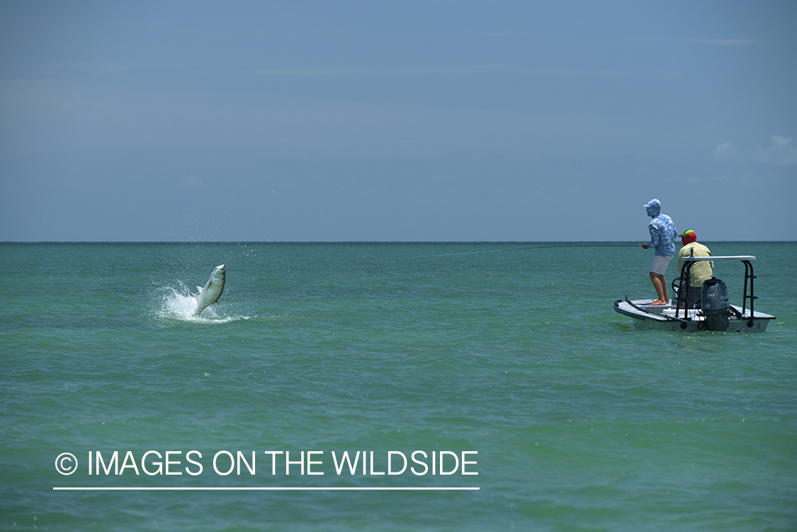 Flyfisherman landing tarpon on flats of Florida Keys.