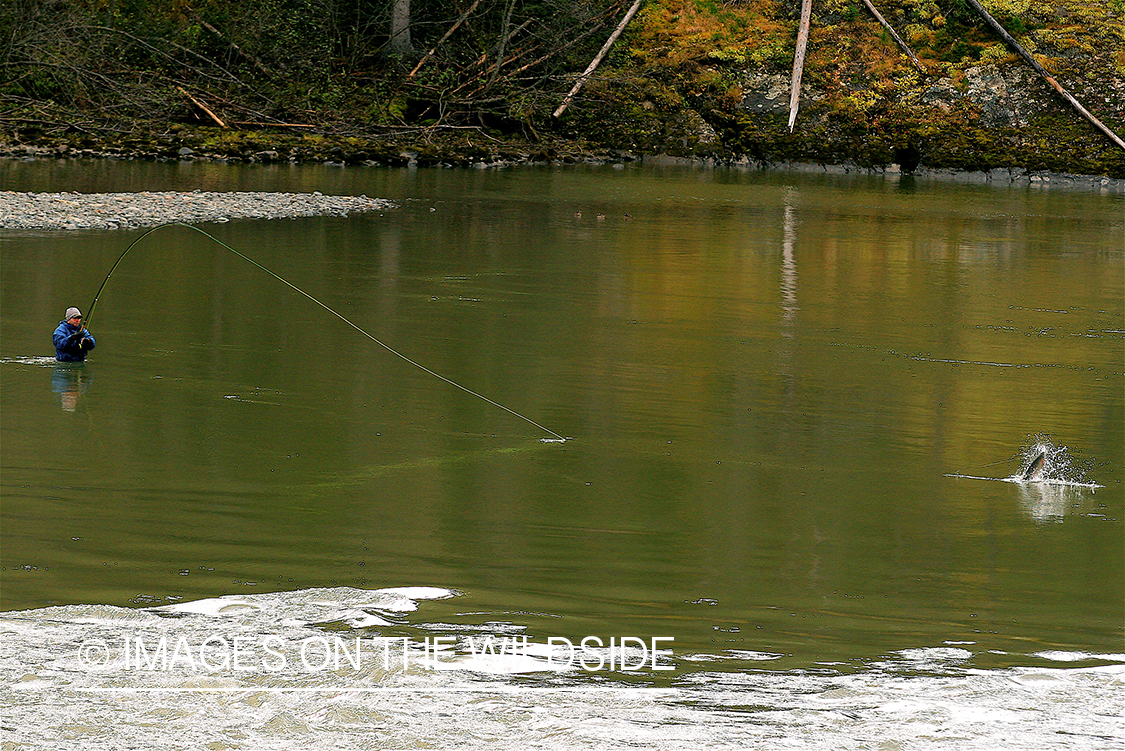 Flyfisherman with fish on. 