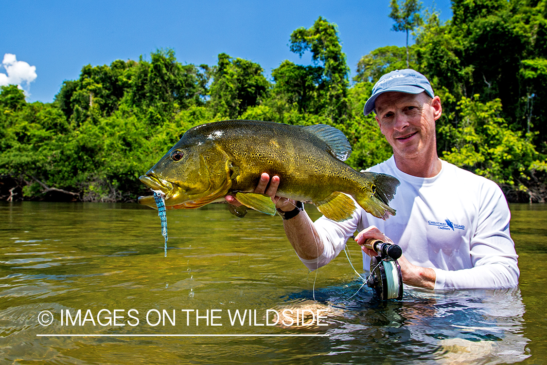 Flyfisherman with peacock bass on river in Kendjam region, Brazil.