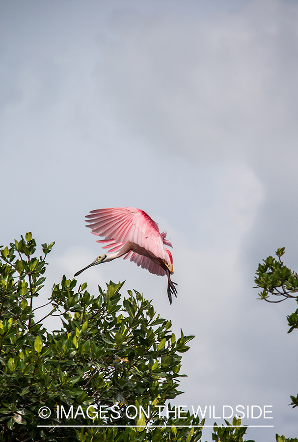 Roseate spoonbill in flight.