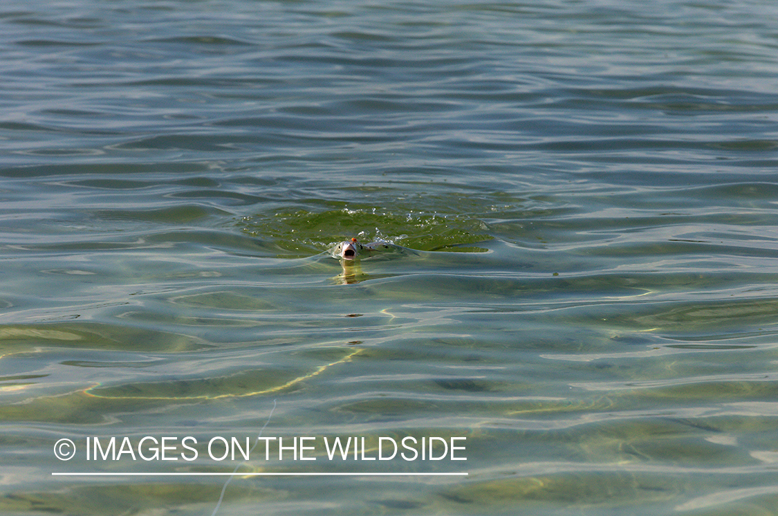 Bonefish chasing fly.