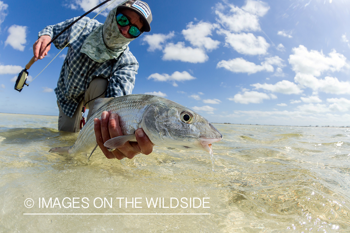 Flyfisherman releasing bonefish.