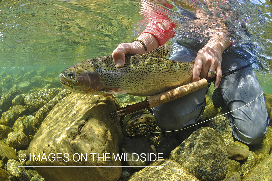 Rainbow trout.