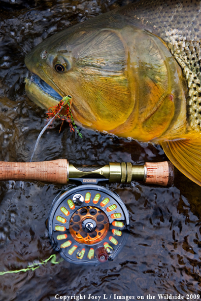 Golden Dorado fish species