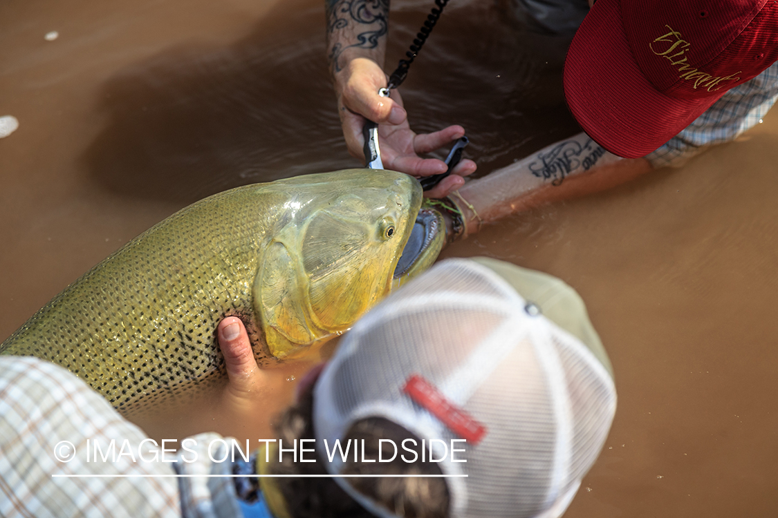 Flyfishing for Golden Dorado in Bolivia.