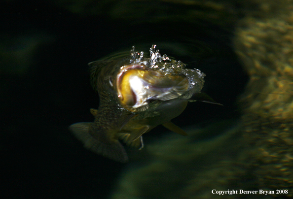 Brown Trout underwater