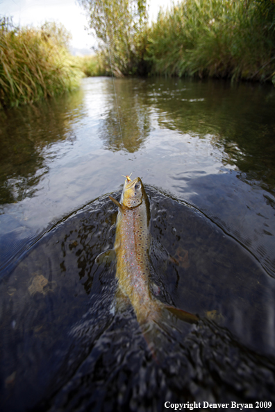 Brown trout species