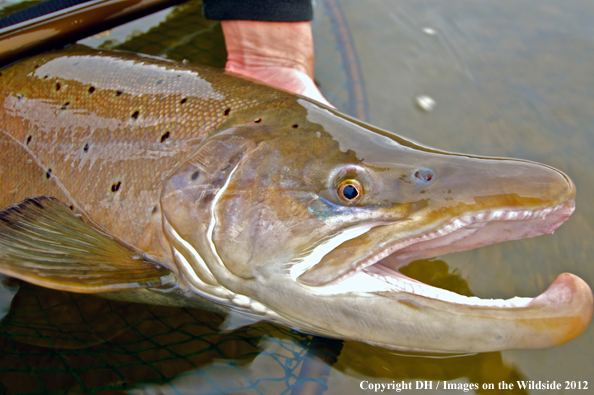 Sea run brown trout. 